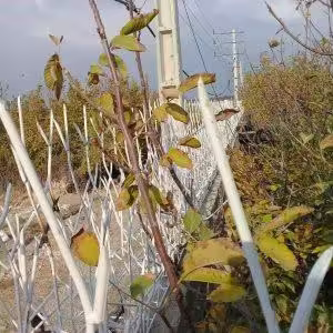 مشخصات قیمت حفاظ شاخ گوزنی