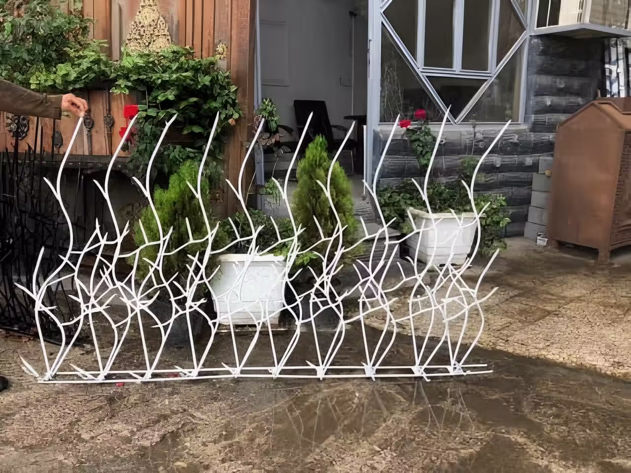 مقاومت حفاظ شاخ گوزنی در برابر زنگ زدگی و پوسیدگی