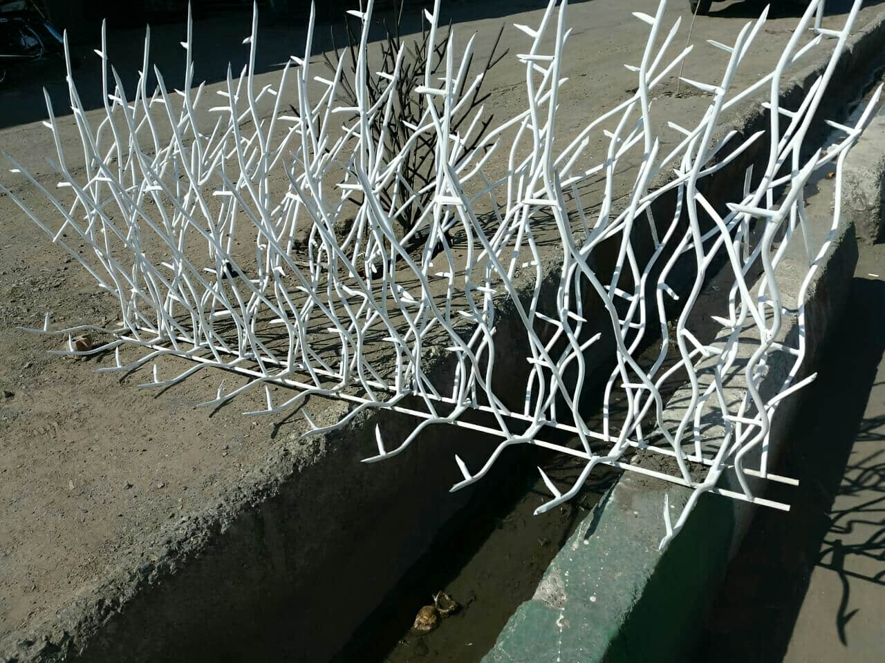 وزن استاندارد حفاظ شاخ گوزنی