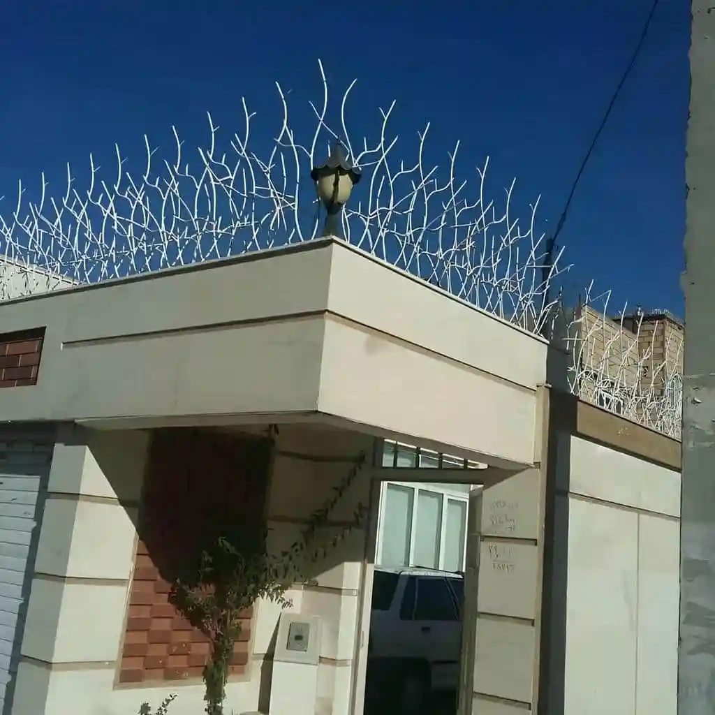 قیمت شاخ گوزنی