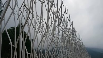 حفاظ شاخ گوزنی در بیرجند