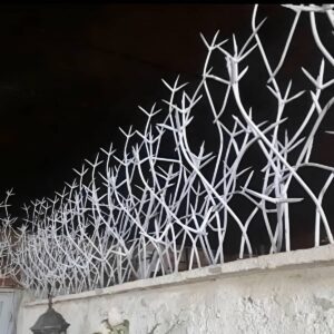 حفاظ شاخ گوزنی در باغ عباس‌آباد