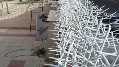 حفاظ شاخ گوزنی در پردیس