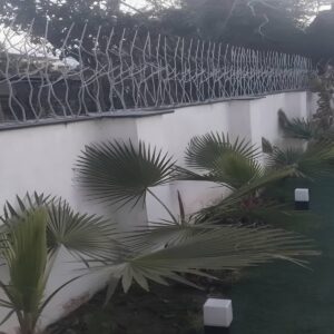 حفاظ شاخ گوزنی در هشتگرد