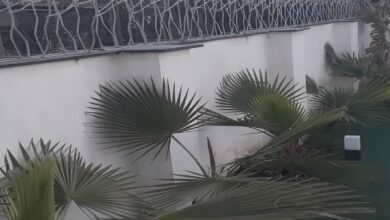 حفاظ شاخ گوزنی در هشتگرد