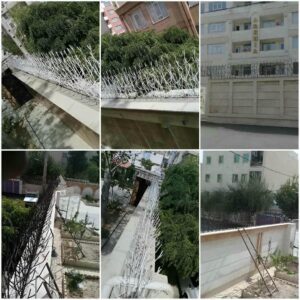 حفاظ شاخ گوزنی در آمل