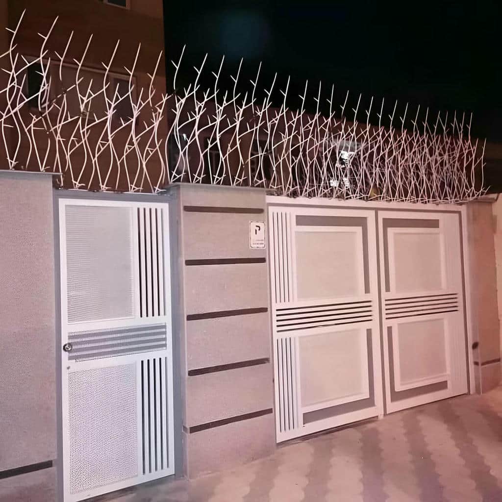 حفاظ شاخ گوزنی در نوشهر