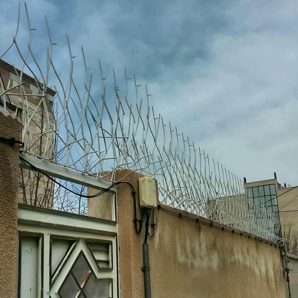 حفاظ شاخ گوزنی در چالوس