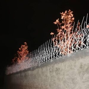 حفاظ شاخ گوزنی در بندر لنگه
