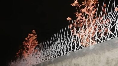 حفاظ شاخ گوزنی در بندر لنگه