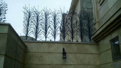 حفاظ شاخ گوزنی در استان مازندران