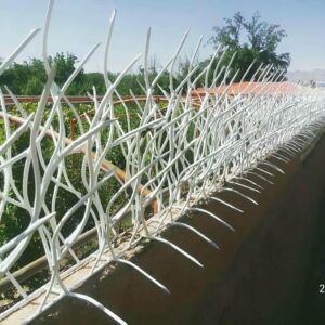 حفاظ شاخ گوزنی در ارومیه