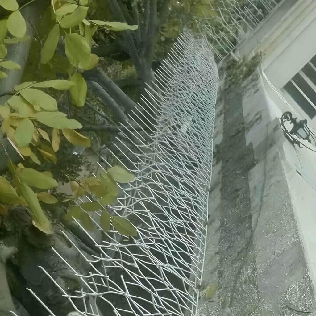 نصب حفاظ شاخ گوزنی رنگ مرطوب در محمودآباد