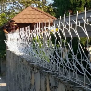 حفاظ شاخ گوزنی در تبریز