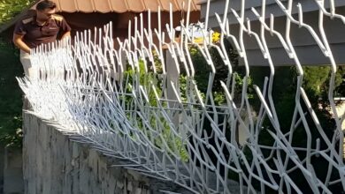 حفاظ شاخ گوزنی در تبریز