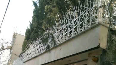 حفاظ شاخ گوزنی در ایرانشهر