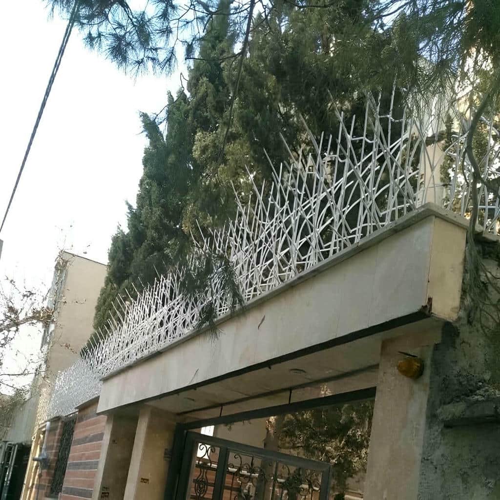 حفاظ شاخ گوزنی در ایرانشهر