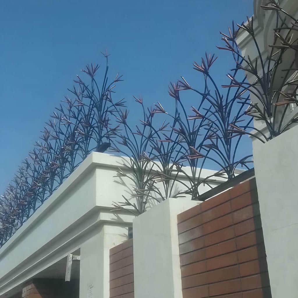 حفاظ شاخ گوزنی در بندر انزلی