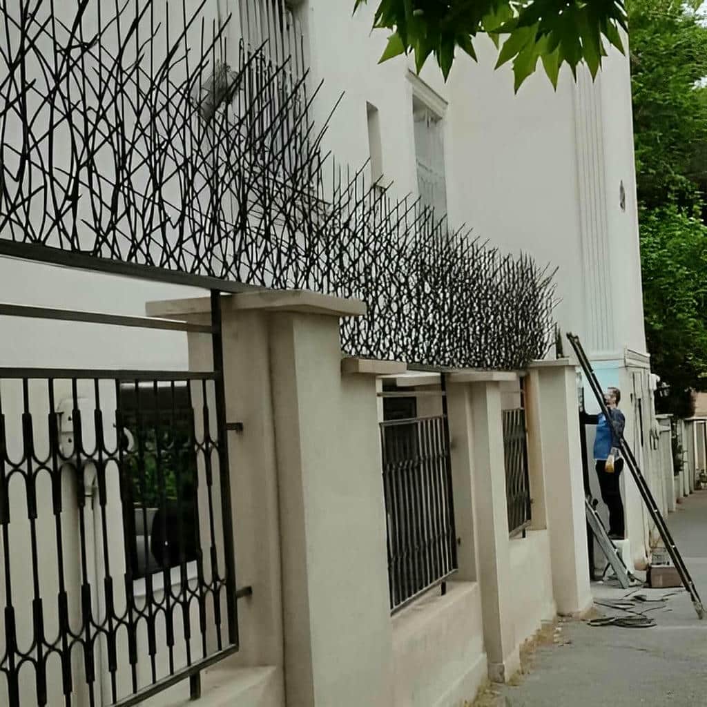 حفاظ شاخ گوزنی در رفسنجان