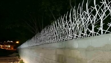حفاظ شاخ گوزنی در آبادان