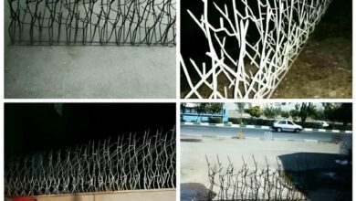 حفاظ شاخ گوزنی در سیرجان